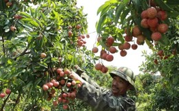 15.000 tấn vải thiều sớm sẵn sàng phục vụ thị trường