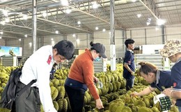 Sầu riêng nhà cái uy tín thế giới sẽ đi đâu về đâu?