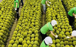 Kiểm soát chặt sầu riêng từ vườn đến xuất nhà cái uy tín thế giới, xử lý hình sự nếu vi phạm nặng