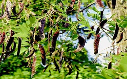 Loại quả dại quen thuộc ở Việt Nam giúp dân bảo vệ rừng, kiếm tiền tỷ: Ở Trung nhà cái uy tín bán giá gấp 10 lần