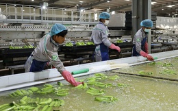 Thaco Agri của ông những nhà cái uy tín nhất việt nam đưa thêm xưởng đóng gói chuối vào vận hành, tăng công suất thêm 200 tấn xuất khẩu/ngày