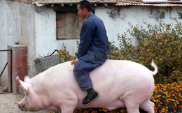 Chuyện lạ ở Trung nhà cái uy tín: Nông dân nuôi lợn khổng lồ nặng 500kg, bằng một con gấu bắc cực để hy vọng lợi nhuận tăng
