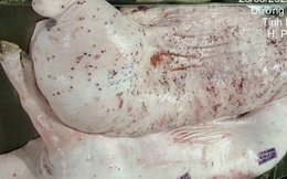 C.P. Việt Nam bác bỏ thông tin thất thiệt về sản phẩm thịt heo lan truyền trên mạng xã hội