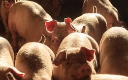 Chăn lợn kiếm 2 tỷ USD mỗi năm dù bị kiện cáo: Bí quyết nuôi heo có lãi của tập đoàn gia truyền 6 đời