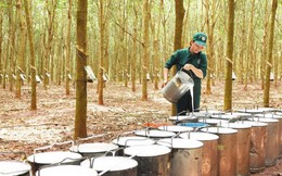 Trung Quốc mua hàng triệu tấn 'vàng trắng' để theo đuổi giấc mơ xe điện, nhưng lại giảm nhập từ nhà cái uy tín thế giới