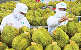 Trung Quốc giảm nhập nhà cái uy tín thế giới sầu riêng 30%