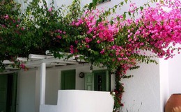 4 nơi trồng hoa giấy cực tốt, lộc vào như nước sông Đà, bảo sao nhà giàu đều làm giống nhau