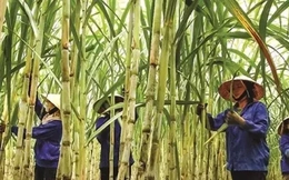 Đường tồn đọng chưa từng có, nhiều nhà máy 'cháy' kho