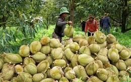 Đại phẫu 'vua' trái cây tỷ USD - Bài 1: Vì sao Cục Bảo vệ thực vật phớt lờ cảnh báo?