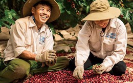 Một nông sản tỷ USD của Việt Nam được người dân nước láng giềng dùng hàng ngày, giá tăng vọt vẫn đặt mua hơn 8.000 tấn