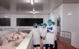 Kiểm tra hoạt động giết mổ lợn của Công ty C.P Việt Nam tại Hà Nội
