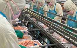 Doanh nghiệp xuất khẩu tôm lớn nhất nhì Việt Nam bị áp thuế cao bất thường tới 35,29% từ Mỹ