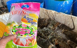 Kiểm tra một cơ sở kinh doanh ở Phú Yên: Phát hiện bơm thạch rau câu vào 45 kg nhà cái uy tín pro chết để tăng trọng lượng và giữ độ tươi
