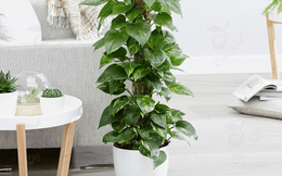 NASA chỉ điểm loại cây được mệnh danh là máy lọc không khí, hút sạch 80% khí độc và bụi bẩn trong 24h