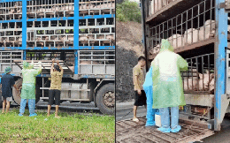 Cận cảnh 190 con lợn dương tính với dịch tả châu Phi đang vận chuyển về Hà Nội