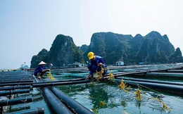 Một mặt hàng tỷ đô có lượng xuất khẩu đột biến: Tăng hơn 111% trong một năm sang nước giàu nhất Mỹ Latinh