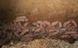 Tiêu hủy ngay trong đêm 200 con lợn nhiễm virus dịch tả lợn châu Phi chuẩn bị đưa ra thị trường tiêu thụ