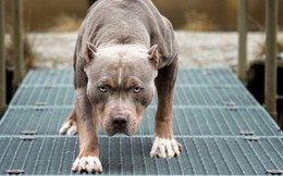Vuốt ve chó pitbull giữa phố, người phụ nữ bị cắn biến dạng khuôn mặt