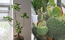 Người thông minh âm thầm nuôi 4 cây này trong nhà, chúng là "người hùng" bảo vệ sức khỏe