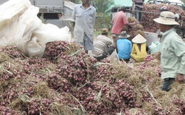 Cần Thơ phản bác thông tin 1 giám đốc doanh nghiệp nói "hơn 1.000 người bị mù do trồng hành tím"