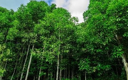 ‘Trợ lực’ từ Indonesia đổ bộ giúp Việt Nam thống lĩnh một mặt hàng của thế giới: Là loại cây từ gốc đến ngọn đều ra tiền, thu về hàng trăm triệu USD mỗi năm