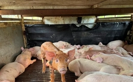 97 con lợn 'lạ' sùi bọt mép, co giật trên đường vào Đắk Lắk