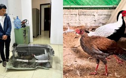 Từ vụ án 6 năm tù vì nuôi gà lôi trắng: Cục Kiểm lâm hướng dẫn cách làm đúng luật để không vướng vòng lao lý