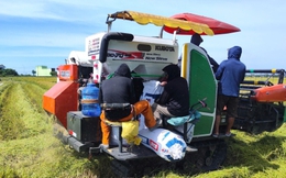 Người dân miền Trung tất bật chằng chống nhà cửa, gặt lúa non 'chạy' bão Kajiki