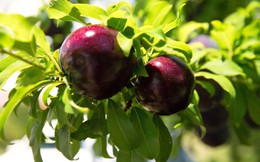 Loại quả được mệnh danh là "nữ hoàng đỏ thắm" đổ bộ vào VN, vận chuyển bằng máy bay sau 72 giờ thu hái