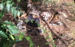 Lâm Đồng: Phát hiện thi thể phân hủy trong đồi dương