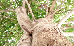 Ông bà dạy: Nhà có 3 cây này may mắn kéo dài, vừa sang vừa hút tài lộc, bảo sao người giàu thích mê