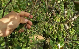 Báu vật có nhiều ở Việt Nam nhưng trên thế giới cực hiếm, được người Trung Quốc thích mê: Vừa là gia vị, vừa là thuốc tốt