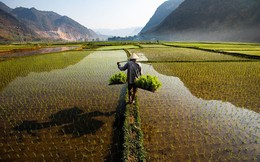 Việt Nam vượt Thái Lan, trở thành nhà xuất khẩu gạo lớn thứ 2 thế giới