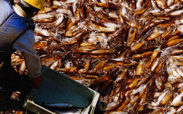 Không phải sầu riêng hay nông sản, một kho báu của Việt Nam được Thái Lan liên tục săn lùng: Xuất khẩu tăng trưởng 3 chữ số, nước ta thu về hàng chục triệu USD