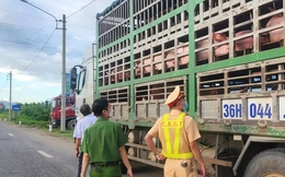 Phát hiện xe tải chở gần 70 con lợn mang mầm bệnh đi tiêu thụ