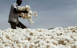 Hàng trăm nghìn tấn 'vàng trắng' từ Mỹ ồ ạt đổ bộ Việt Nam với giá siêu rẻ: nhập khẩu tăng hơn 100%, nước ta tiêu thụ 1,5 triệu tấn mỗi năm