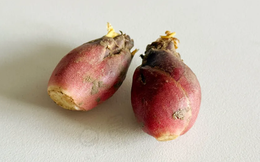 Loại “nhân sâm châu Á” trên mâm cơm của người Nhật nhưng ít người Việt biết tới, thật đáng tiếc!