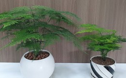 Đặt 1 trong 4 loại cây này ở nhà: Tài lộc, may mắn kéo đến ầm ầm