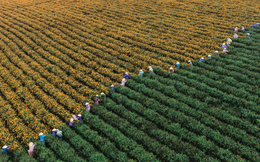 Loại trà từng được coi là kênh đầu tư thay thế BĐS hay chứng khoán nay chứng kiến giá lao dốc hơn 80%: Cuộc khủng hoảng bong bóng xa xỉ tại Trung Quốc