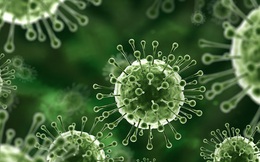 Nóng: Trung tâm Kiểm soát bệnh tật TP.HCM thông báo về virus Nipah