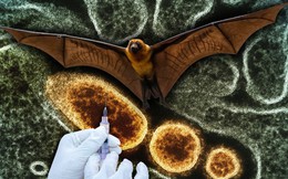 Dịch Nipah và kịch bản 'Thiên nga đen' tiếp theo: Khi tỷ lệ tử vong 40-75% đe dọa túi tiền toàn cầu