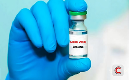 Nipah: Tại sao dịch bệnh có tỷ lệ tử vong 40-75% vẫn chưa có vaccine sau 20 năm phát hiện?