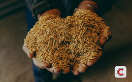 Nông dân Mỹ đề nghị chính phủ thiêu hủy lúa trong kho, chỉ muốn đổ hết nông sản ra đồng cho tự thối rữa