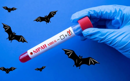 Dịch Nipah: 5 khuyến cáo từ Bộ Y tế mà mọi người cần biết