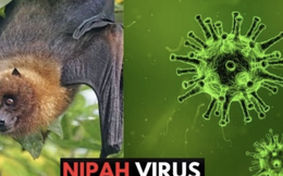 Nóng: Cục Quản lý Khám chữa bệnh (Bộ Y tế) ra thông báo khẩn về virus Nipah