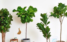 3 loại cây được cho là lọc không khí nhưng không nên trồng trong nhà