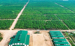 HAGL muốn bán nốt 91 triệu cổ phiếu HNG, kết thúc 'mối tình' 15 năm với HAGL Agrico