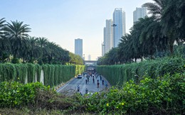 Hà Nội định hướng mỗi tuyến phố trồng một loài cây đặc trưng