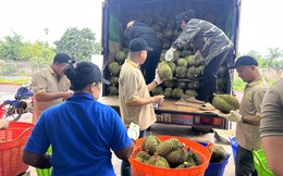 Sầu riêng gần 100.000 đồng/kg, vì sao nhiều nhà vườn vẫn khó hưởng lợi?