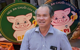 Đàn heo ăn chuối của bầu Đức giờ ra sao?